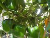 DSC04136.JPG