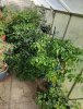 IMG_20200920_130433.jpg