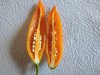 IMG_20200930_145935.jpg