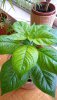 IMG_20201010_102519_7.jpg