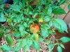 IMG_20201018_154955614.jpg