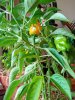 IMG_20201018_155341264.jpg