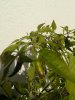 IMG_20201108_113319.jpg