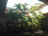 IMG_20200323_092040.jpg