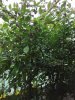 IMG_20200822_160602.jpg