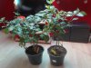IMG_20201122_135925.jpg