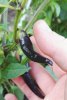 Pflanze2_2017_Beeren.jpg