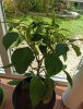 IMG_20201004_125656.jpg
