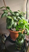 rocoto.jpg rocoto.jpg