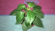 WP_20210318_013.jpg