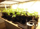 2021-03-14 Chilis, Paprika & Basilikum (8).JPG