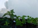 2020-03-29 Chilis, Paprika, Basilikum (1).JPG