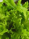 Salat 2.jpg