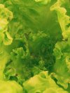 Salat 1.jpg