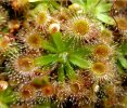 D_pulchella-rosette.jpg