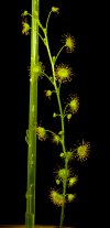 D_stricticaulis-2014-1.jpg