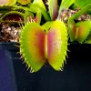 Dionaea_Macro-trap1.jpg