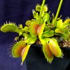 Dionaea_plant1.jpg