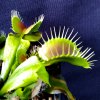 Dionaea_teeth.jpg