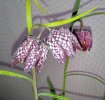 Fritillaria_Letzte-4.jpg