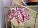 Fritillaria-Bl-1.jpg