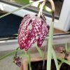 Fritillaria-Bl-2.jpg Fritillaria-Bl-2.jpg