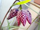 Fritillaria-Bl-3.jpg Fritillaria-Bl-3.jpg