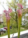 Leuco_Helmuts-Delight-3.jpg
