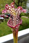 Leuco_Helmuts-Delight-4.jpg