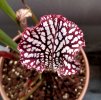 Leuco_Helmuts-Delight-5.jpg
