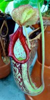 Miranda_pitcher-1.jpg