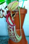 Miranda_pitcher-2.jpg