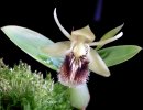 Coe_fimbriata-flower2.jpg