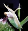 Coe_fimbriata-flower4.jpg