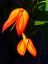 Masdevallia_ignea-5.jpg