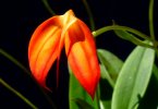 Masdevallia_ignea-fl1.jpg