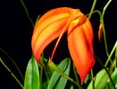 Masdevallia_ignea-fl3.jpg