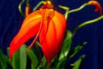 Masdevallia_ignea-fl4.jpg