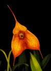 Masdevallia_unknown-1-5.jpg