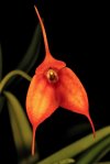 Masdevallia_unknown-2-2.jpg