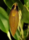 Restrepia_falkenbergii-2014-2.jpg