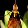 Restrepia_falkenbergii-2014-cu.jpg