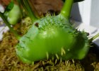 Lecanopteris_darnaedii-rhizome-1.jpg