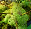Lecanopteris_holthumii-1.jpg