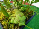 Lecanopteris_holthumii-2.jpg