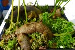 Lecanopteris-crustacea.jpg