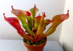 H_ionasii.jpg