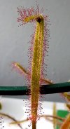 D_capensis-prey.jpg