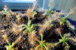 D_scorpioides-L-2.jpg