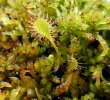 Minibog_Anglica-1.jpg